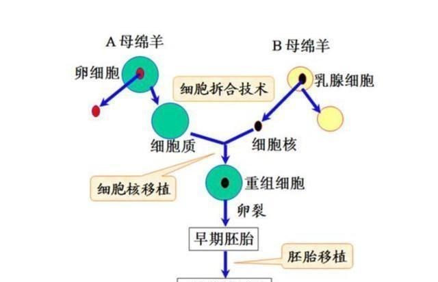 月球 为何“克隆”不值得提倡，如今已经很少听说，看看多莉就明白了