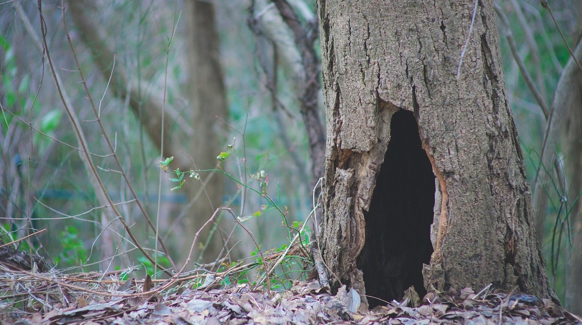 水逆晋升功臣|中国民间故事：神秘树洞