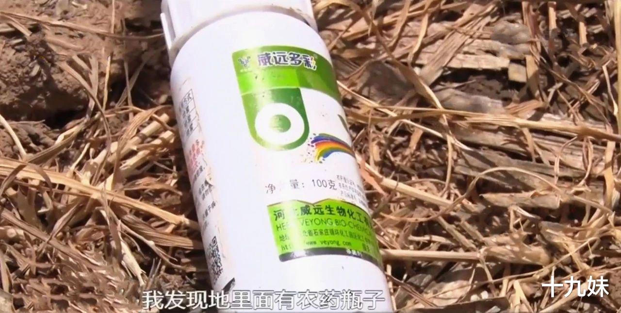 十九妹 是谁干了这样的缺德事？五亩麦田被喷除草剂绝产，农妇蹲地头痛哭