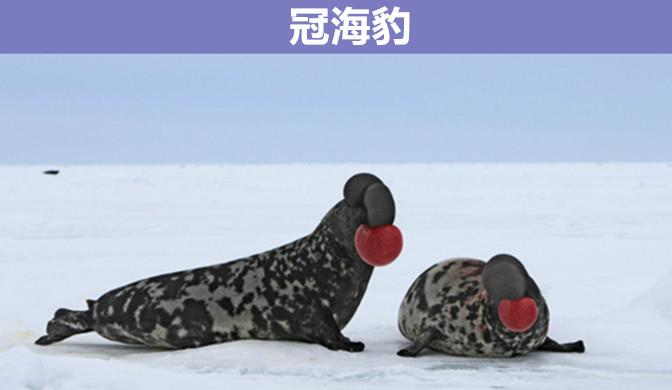 海豹 即使在教科书上都很难见到的，9个拥有奇怪外表的罕见动物