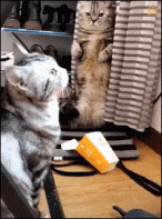 阿庄星座屋|“这是林志玲吗？怎么看着越来越像日本的贵妇了？” 哈哈哈哈哈！