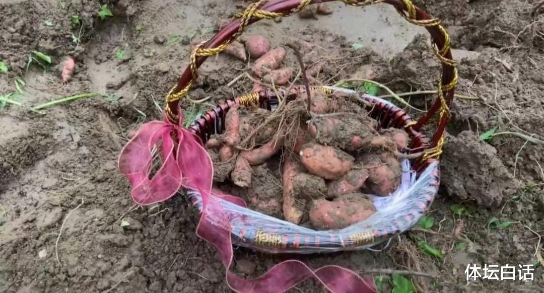 王楠|王楠接地气！回农村挖红薯，富豪老公：梦想就是娶个会干农活的