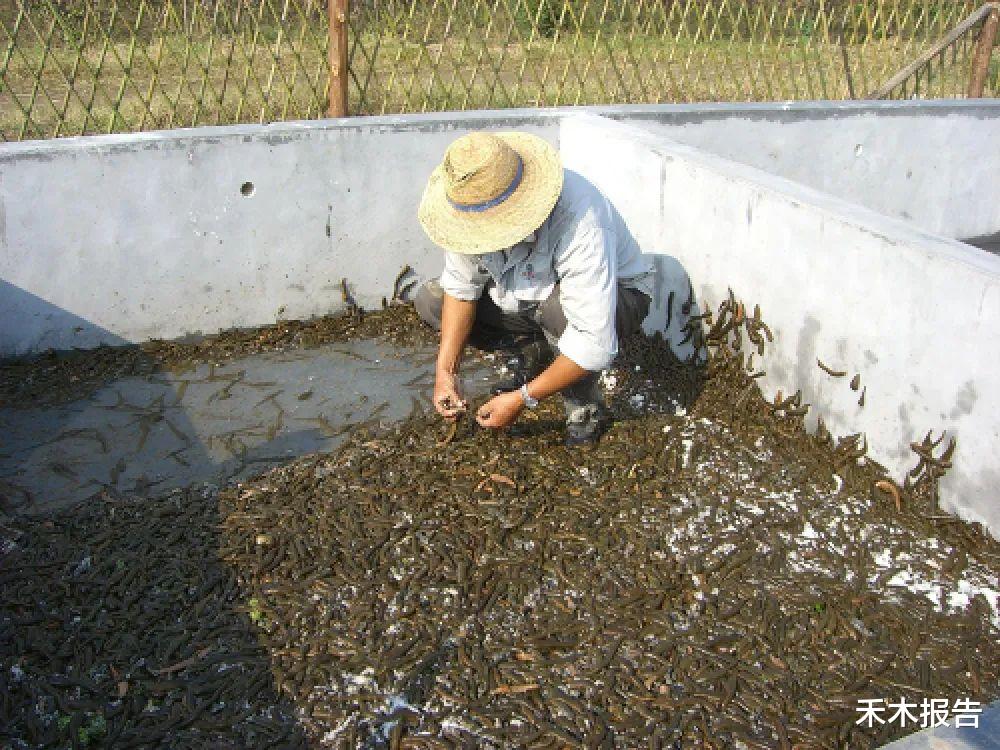 过去下田躲着它,如今800元一斤,很多农民投钱养殖,却成养殖骗局