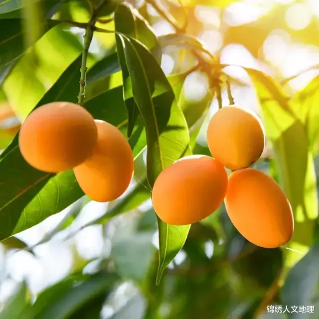 水果|中国水果地理:咬一口,能吃的夏天