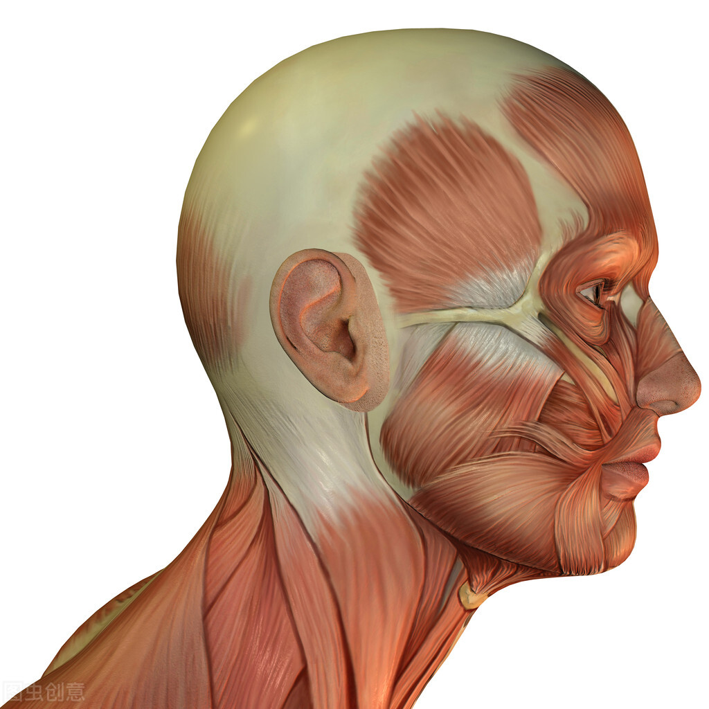 科学家 古代世界的多元文化-DNA