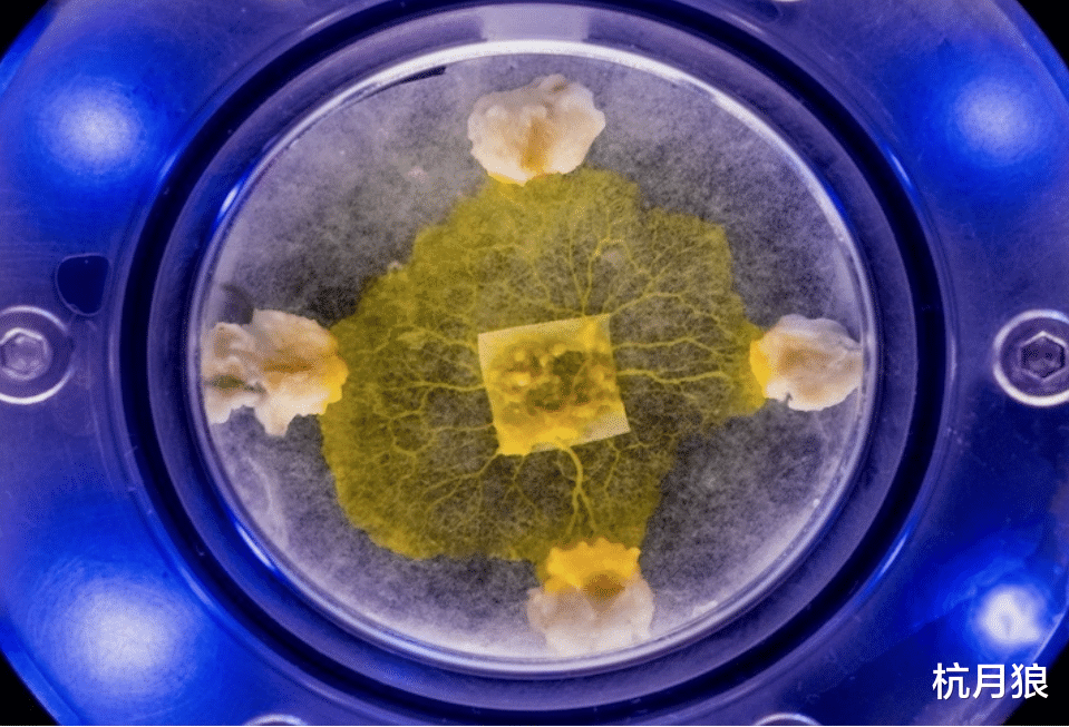 基因疗法 欧空局向国际空间站发射粘菌,并且在宇宙空间和地面同时进行实验