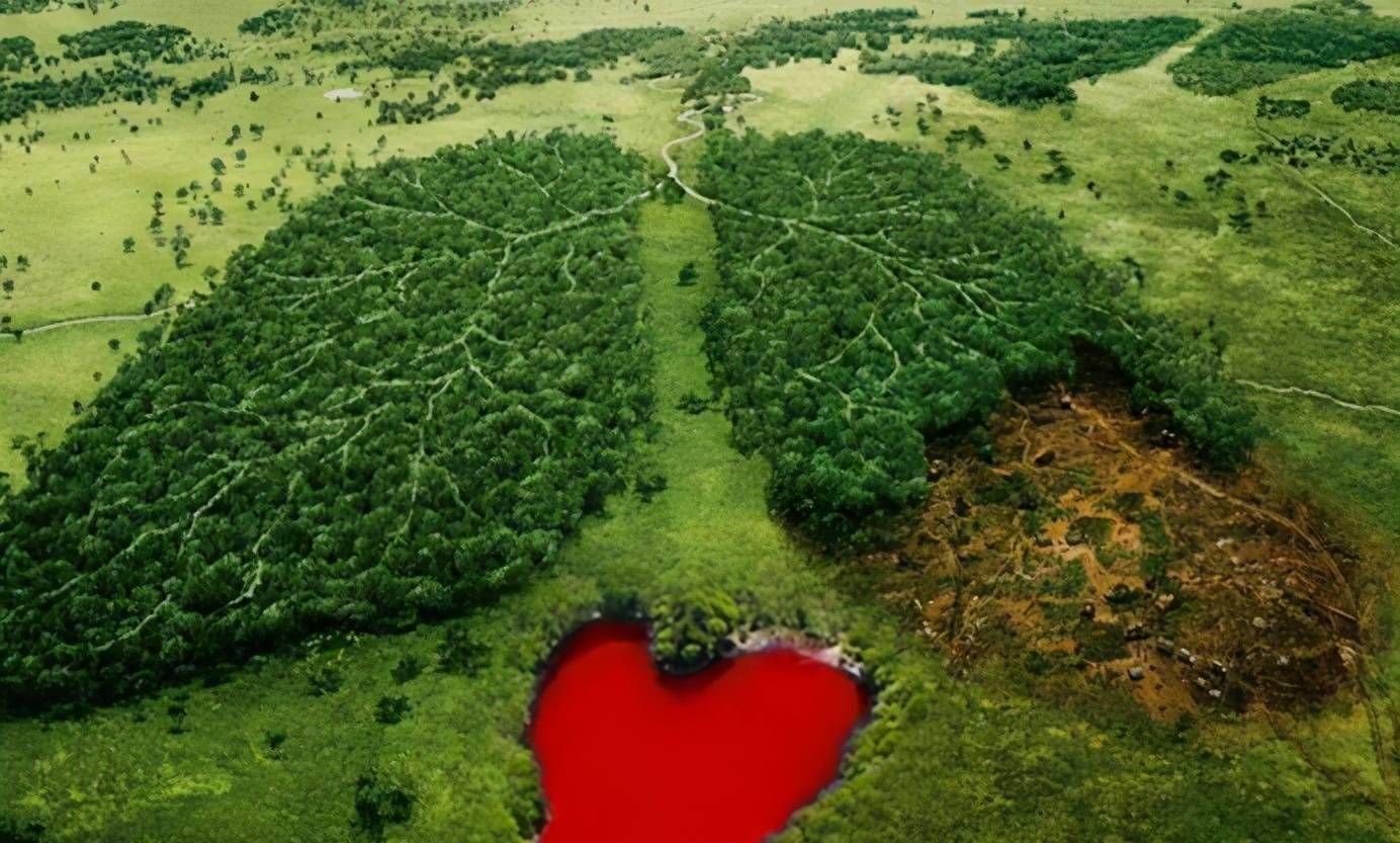 亚马孙热带雨林 亚马逊雨林“吸碳”赶不上“排碳”，上万动植物或将面临灭绝？