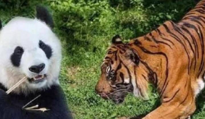 狮子、老虎为什么不敢攻击大熊猫,大熊猫:也不打听我祖先是谁?