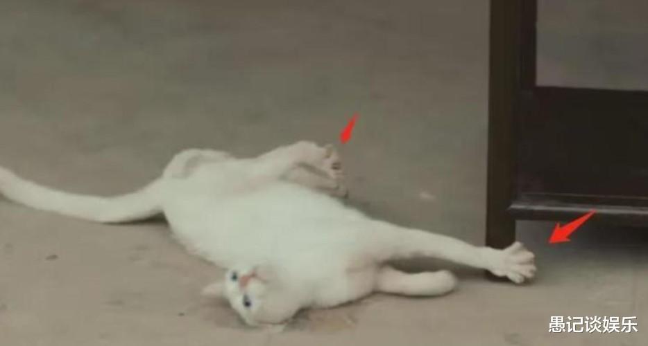 花絮|“薛定谔的猫”之《当家主母》，一方说死一方活，花絮被猫吃了？