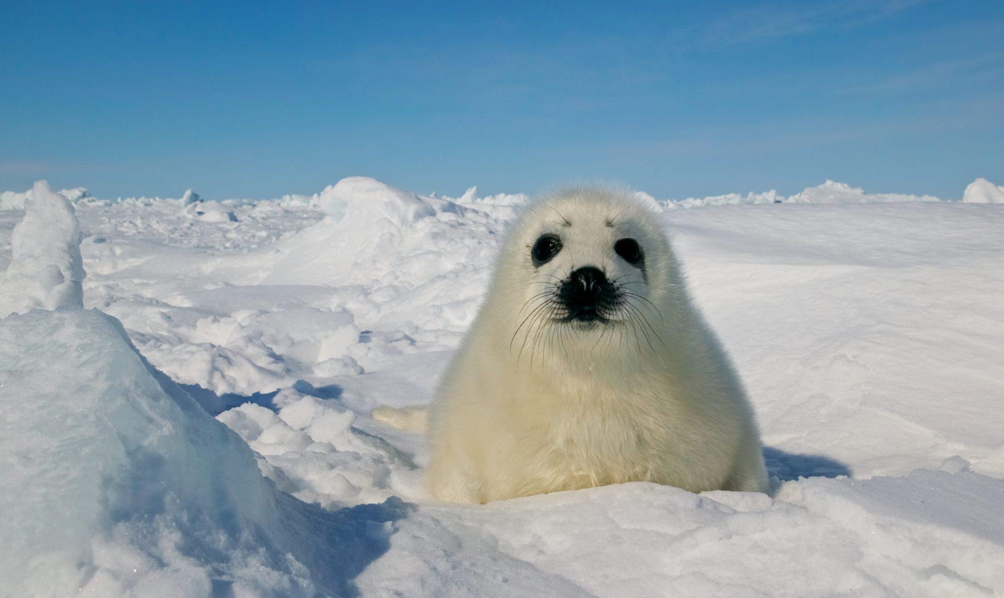 微生物 生命如何在极端条件下生存？