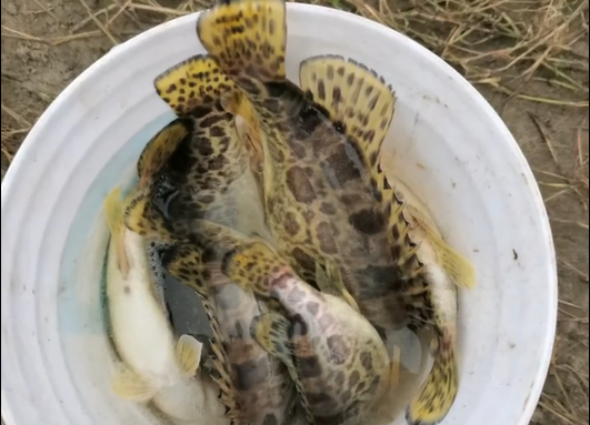 湖北|湖北一河道鳜鱼大爆发，有人半天钓了大半桶，为钓鱼请假一周