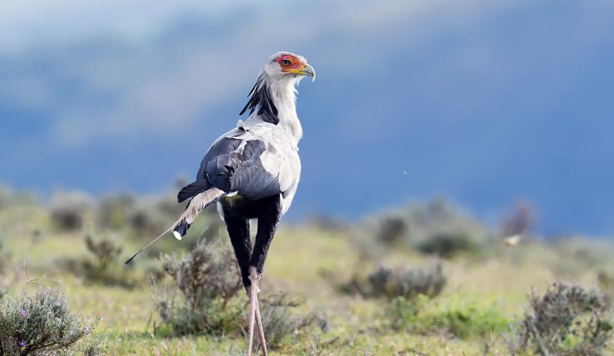 黑曼巴蛇 黑曼巴蛇的克星，蛇鹫究竟有多厉害？