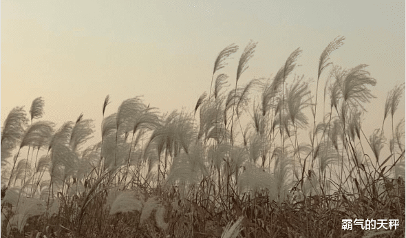 霸气的天秤|思维灵活，想法犀利，这三个星座的人终将会暴富，擅长闷声发大财