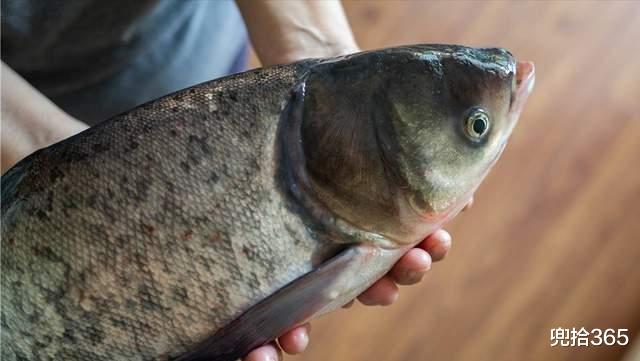 广东省|钓鲢鱼收获“米级”翘嘴,广东男子野钓的罕见经历,网友:运气好