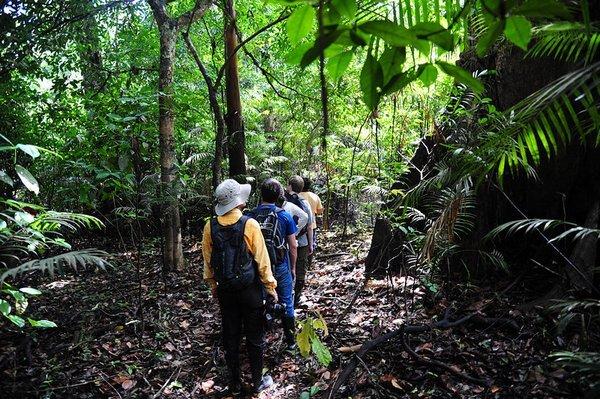 亚马孙热带雨林 世界动植物王国亚马逊雨林？看似生物的天堂，实则却是人类的禁区