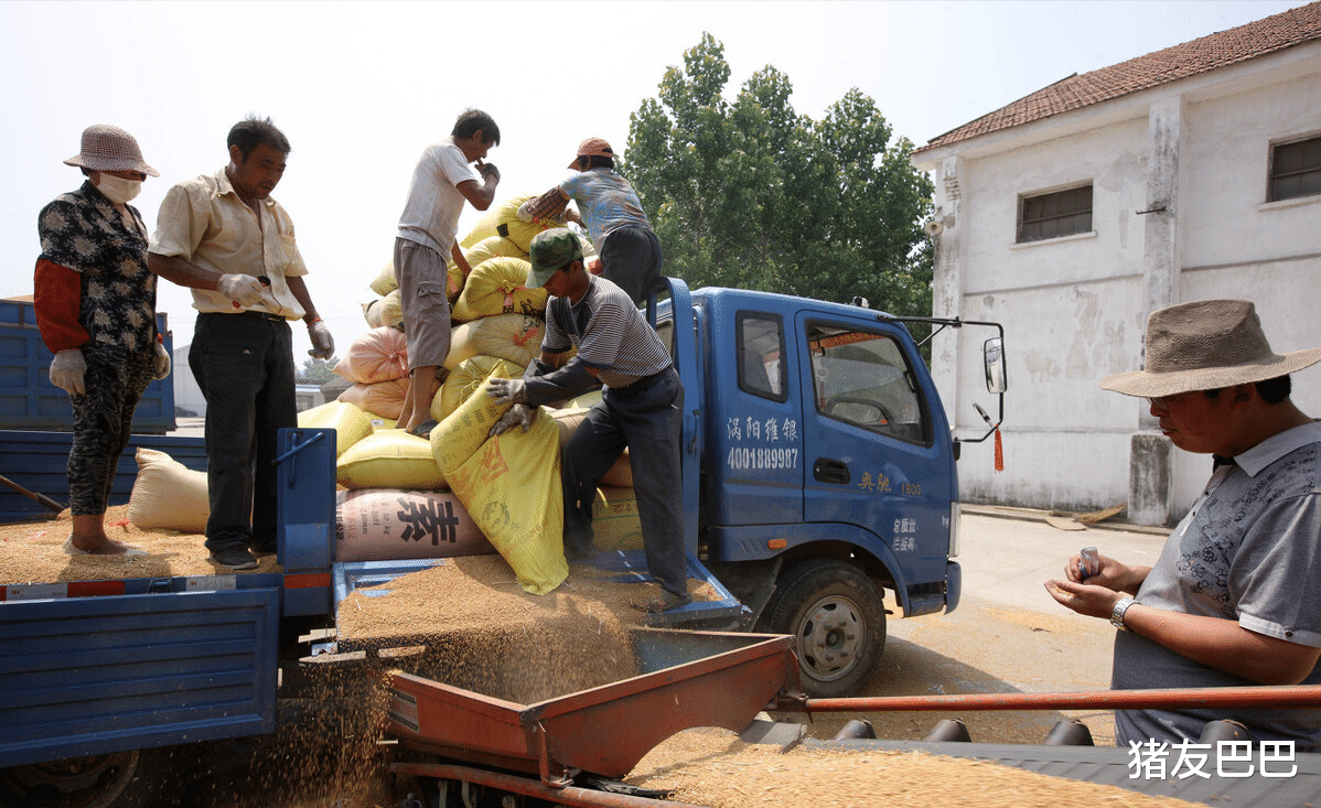 猪价陷入“困局”，小麦高位回调，玉米迎来“分水岭”，发生了啥