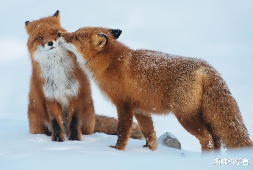 在害怕什么？人类为什么隐藏排卵期？而其他动物都有明确的信号