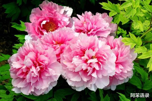 阿笨语录|进入9月，3种花要种起来了，早种早生长，来年开春就开花！