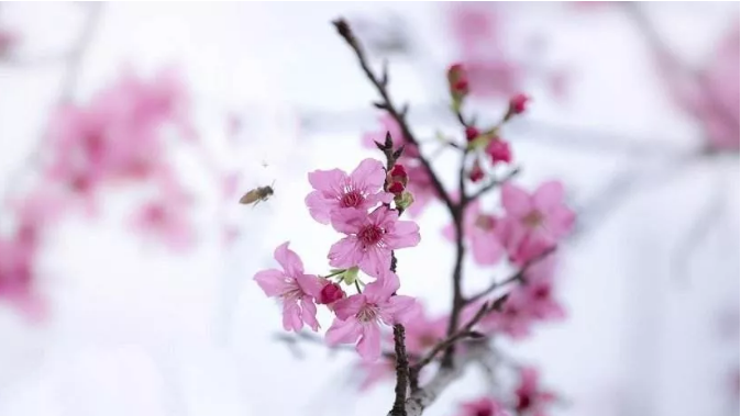 玄何居士|一生桃花不断，感情起伏多变的生肖
