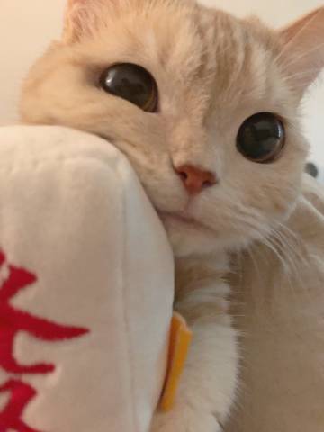 桉月|希望大家都能发发发