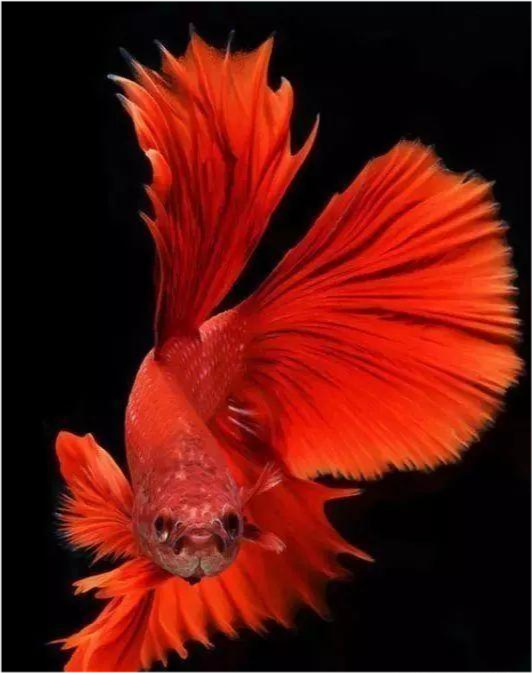 |心理测试：3条鱼，你喜欢哪一条？测试你的职业是受挫还是顺利