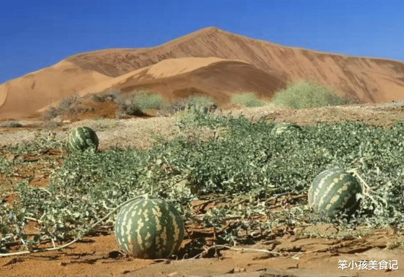  沙漠里有幸碰到满地的西瓜，导游却说：西瓜“有毒”，再渴也别碰