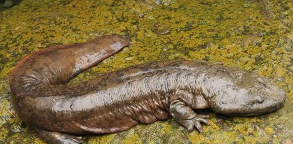 浙江省|浙江男子野钓遇“四脚怪鱼”,看清后吓出一身汗,都是放生惹的祸