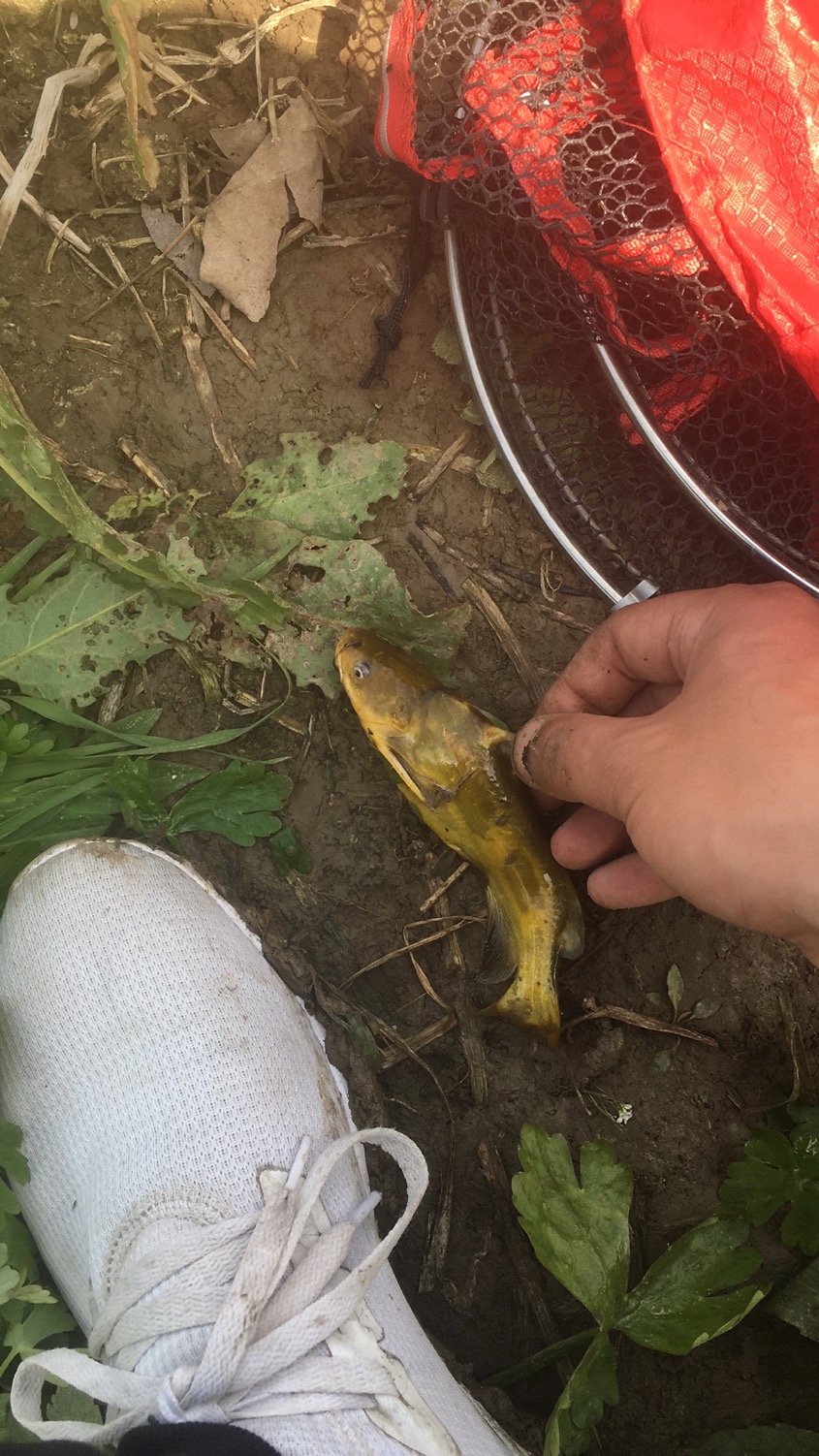 |浅谈如何在河流垂钓昂刺鱼鲶鱼