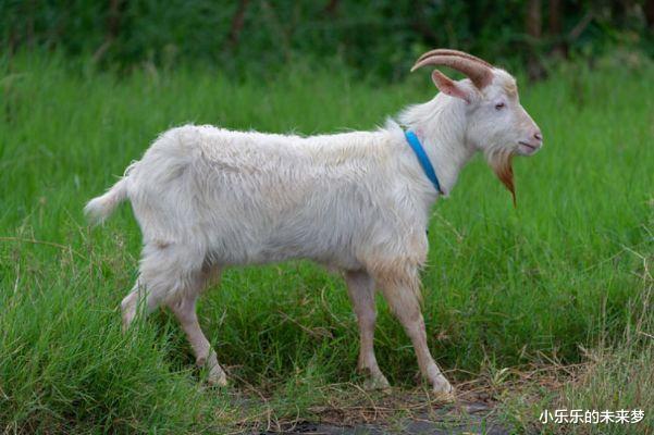 小乐乐的未来梦|生肖羊:下周财运大旺,运势呈现出一片上涨的趋势,正财发家致富