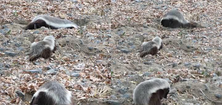 蜜獾 老鹰敢不敢攻击“平头哥”蜜獾?二者如果打起来,谁更厉害?