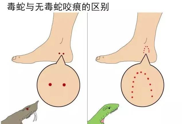 鄂西北有哪些蛇类?我们该如何分辨毒蛇和无毒蛇?