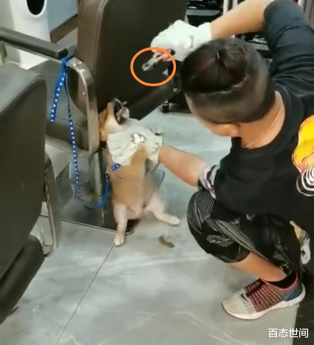 百态世间 广州一男子用剪钳剪掉柴犬牙尖后将其丢弃，自称没杀它就算仁慈了