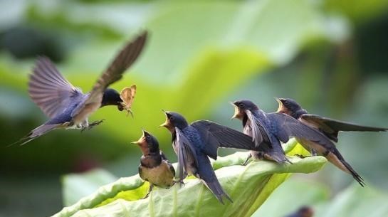 若珍|农村的燕子数量越来越少，专家：它们和人类正面临着同样的问题
