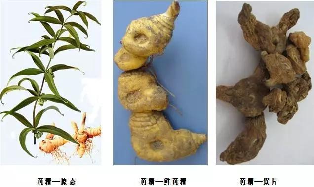 陈智勇|既是药材又是食品，黄精为何能够深受现代人的喜爱呢？