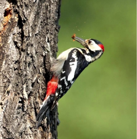 啄木鸟啄树是为了给树治病？我们可能被教科书骗了，它另有目的