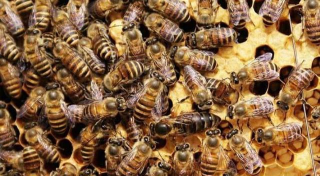 蜜蜂 老蜂王全部换新蜱还会出现王台吗？