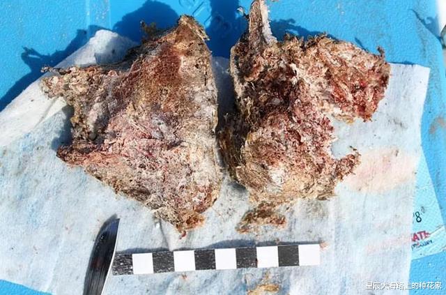 猛犸象 西伯利亚挖出远古生物尸体，携带致命病菌？俄罗斯：已有先例！
