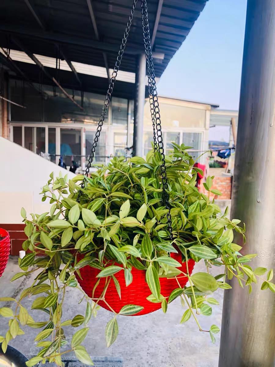 向阳园艺 北方没有秋天，夏天过完了，直接进入冬天，院子里的花都蔫了