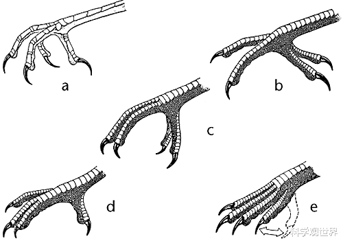 科学家 连飞数月不落地，吃喝拉撒甚至交配都在空中，雨燕是怎么做到的？
