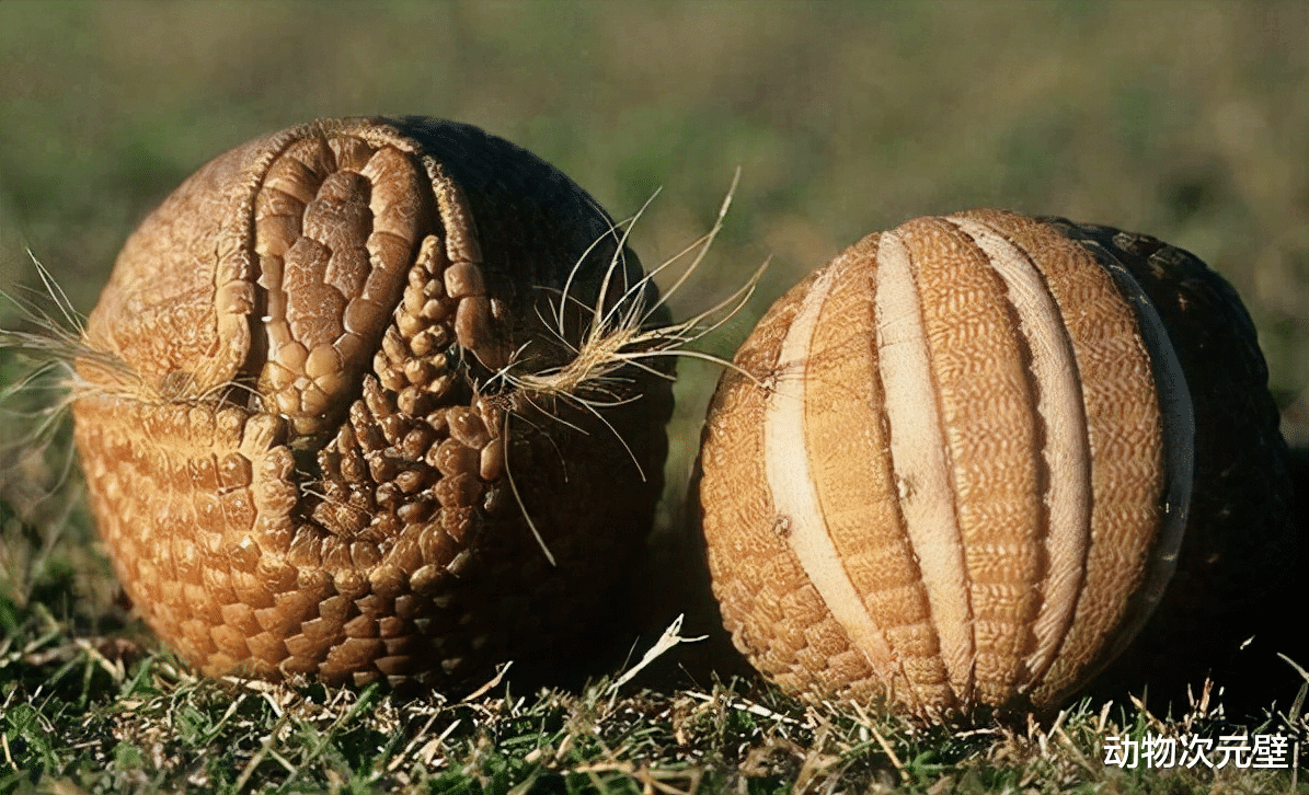 犰狳 活了近6000万年的犰狳壳有多硬？竟然能反弹子弹，网友：做成钢盔