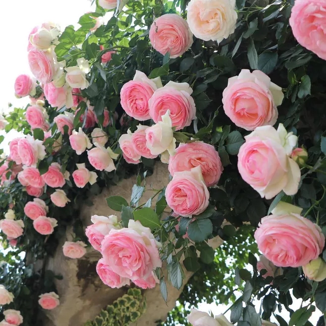 30㎡上下院落花园设计，高颜值低维护，这才是院子正确的打开方式