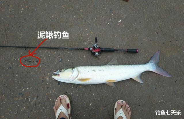 水库|饱受争议的“泥鳅钓鱼”，危害有多大？网友：三天可钓空一个水库
