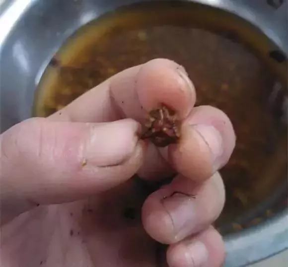 菩提|这种菩提最耐造，竟然一年四季都能盘！