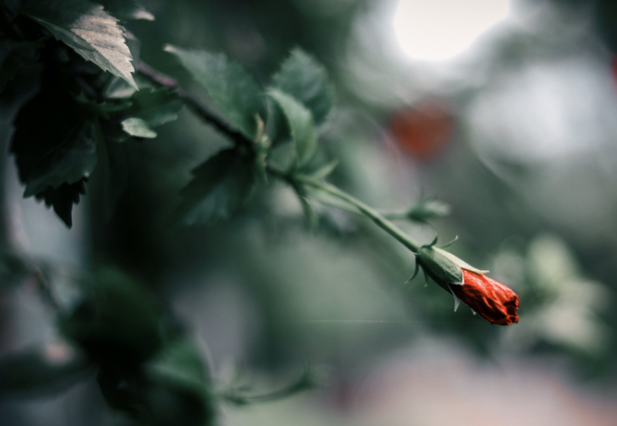 生肖夜读|7月中旬,长夜漫漫,思念难熬,3生肖难以入睡,似醒非醒,爱情撩人,扰乱清梦