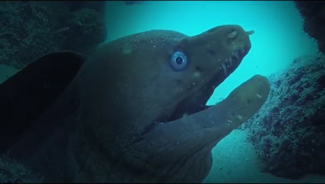 盗窃案 隐藏在深海中最凶残、狠毒的六种海洋生物！