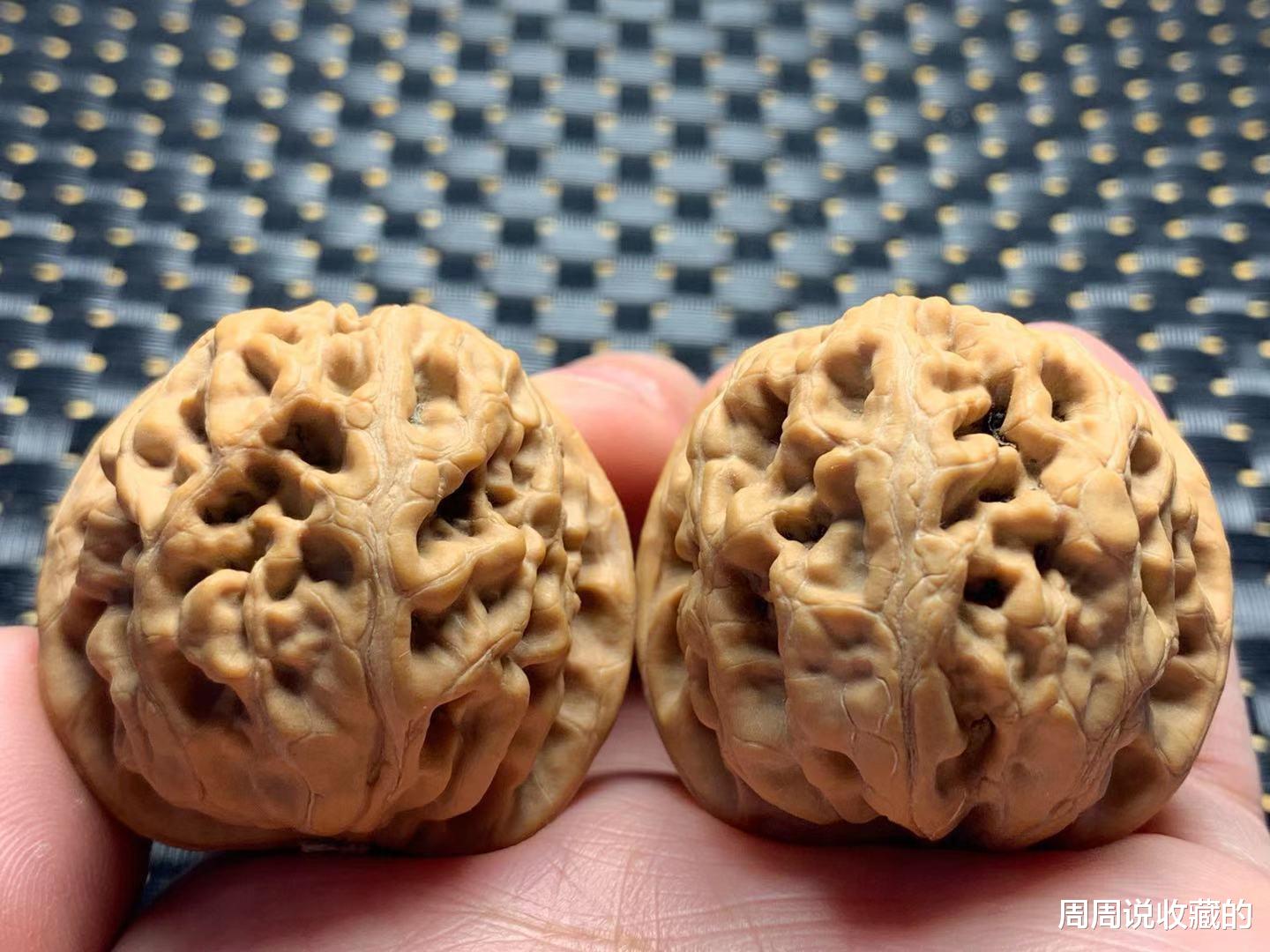 文玩核桃|文玩核桃小众品种真的都那么贵吗？实际上是这么一回事