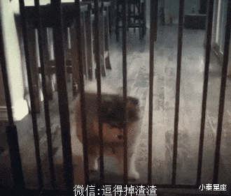 小秦星座|搞笑GIF：被我的队友坑了