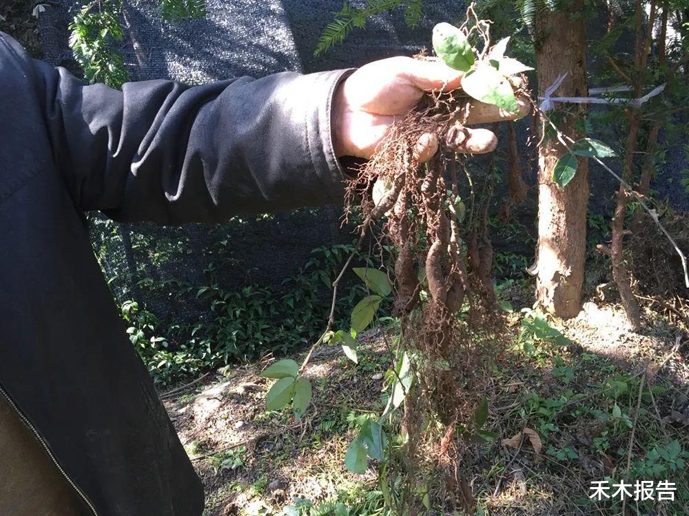  千元一斤被捧上神坛，遭人们疯狂采挖，如今跌成地摊货常年卖不动