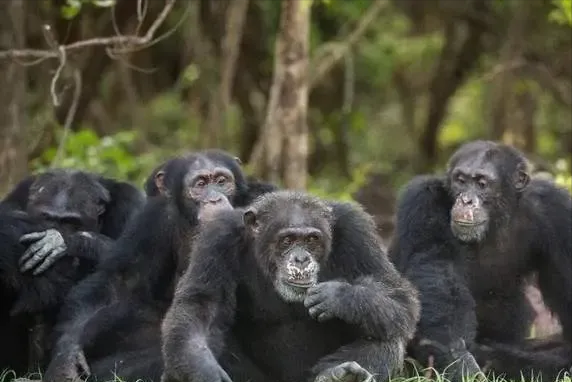 探奇怪|黑猩猩和大猩猩种族冲突，大猩猩幼崽被黑猩猩“啃食”，究竟是怎么回事？