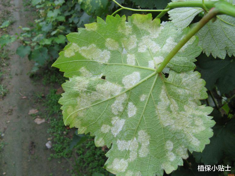 黄瓜|治霜霉病,用什么配方最好?我推荐用霜霉威加氰霜唑,效果是真好